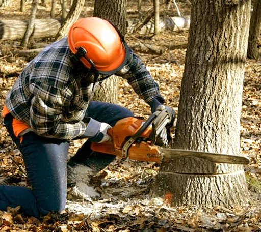 Tree Removal in Davis, SD